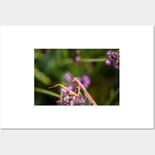 Praying Mantis on Lavender Posters and Art